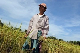 Sản lượng thóc gạo trong quý 3 của Philippines ước giảm 10%