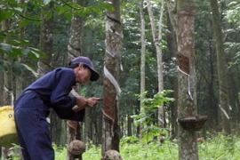 Kim ngạch xuất khẩu cao su có thể giảm mạnh tới 30%