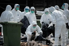 Nhân viên y tế tiêu hủy gia cầm tại một chợ gia cầm ở Hong Kong, Trung Quốc. (Ảnh: AFP/TTXVN)