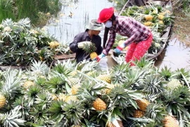 Giá dứa tại tỉnh Tiền Giang tăng cao nhất từ trước đến nay