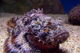 Bệnh xá Song Tử Tây cấp cứu ngư dân bị nhiễm độc cá mặt quỷ