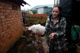 Mưa đá. (Ảnh minh họa: Nguyễn Dũng/TTXVN)