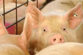 Hàn Quốc xác nhận trường hợp nhiễm lở mồm long móng đầu tiên