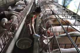 Tiền Giang ứng dụng tiến bộ khoa học công nghệ vào chăn nuôi 