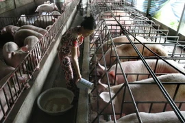 Tiền Giang ứng dụng tiến bộ khoa học công nghệ vào chăn nuôi 
