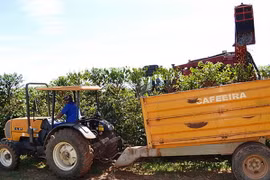 Thu hoạch càphê tại Brazil. (Nguồn: Alto Cafezal)