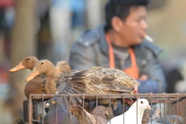 Bán gia cầm rong tại đường phố Thượng Hải, Trung Quốc ngày 8/1 vừa qua. (Ảnh: AFP/TTXVN)