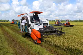 ĐBSCL: Sản lượng lúa Đông Xuân và Hè Thu đạt trên 20 triệu tấn