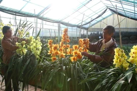 Lâm Đồng gắn nhãn hiệu chính thức “Hoa Đà Lạt” cho các loại hoa