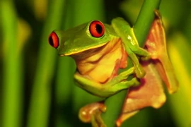 Một nửa số loài sinh vật rừng bị đe dọa do biến đổi khí hậu