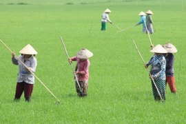 Chăm sóc lúa Đông-Xuân. (Ảnh: Duy Khương/TTXVN)