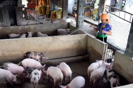 Một phụ nữ dân tộc Thái - tấm gương điển hình làm kinh tế giỏi. (Ảnh minh họa: Thanh Hà/TTXVN)
