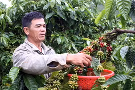 Tây Nguyên phấn đấu đạt sản lượng 1,2 triệu tấn càphê