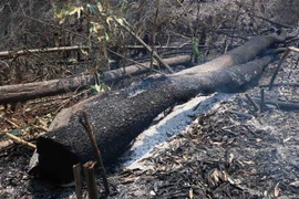 (Ảnh minh họa: Xuân Tiến/TTXVN)