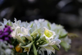 Vẻ đẹp tinh khiết của những đoá loa kèn. 