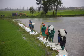 Người dân xã Hải quế, huyện Hải Lăng dầm mưa đắp đê để bảo vệ diện tích lúa đang kì trổ bông. (Ảnh: Thanh Thủy/TTXVN)