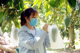 Xoài Sơn La luôn được các doanh nghiệp đánh giá cao về chất lượng sản phẩm. (Ảnh: Quang Quyết-TTXVN)