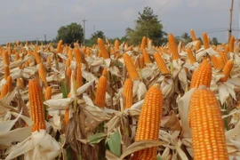 Cây trồng biến đổi gen không phải là "chìa khóa vàng" cho nông nghiệp