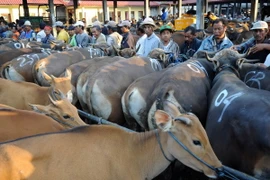 Australia thúc đẩy buôn bán gia súc với Indonesia và Việt Nam