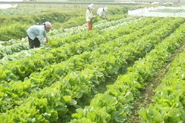 Hà Nội: Quy hoạch huyện Mê Linh thành đô thị xanh, đô thị hoa