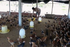 Kỷ luật lãnh đạo xã liên quan vụ cấp gà sai đối tượng ở Quế Sơn