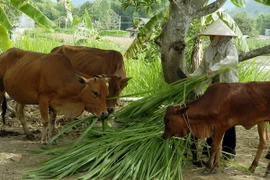 Đề xuất quy trình xác định hộ nghèo giai đoạn 2016-2020