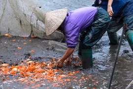 Vào những ngày cận Tết, người dân làng nghề nuôi cá chép đỏ Thủy Trầm (Tuy Lộc, Cẩm Khê, Phú Thọ) lại tất bật thu hoạch cá. (Ảnh: PV/Vietnam+)