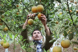 Agribank cho vay thí điểm nông nghiệp ứng dụng công nghệ cao 