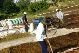 Người dân huyện Bảo Lộc, Lâm Đồng phơi và bảo quản cà phê sau thu hoạch. (Ảnh: Ngọc Hà/TTXVN).