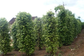 Ảnh minh họa. (Ảnh: Thúy Hà/Vietnam+)