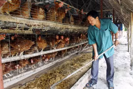 Mô hình nuôi gà đẻ trứng sử dụng nền đệm lót sinh học mang lại hiệu quả. (Ảnh: Vũ Sinh/TTXVN).