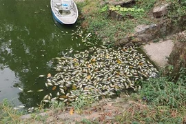 Cá chết trên mặt hồ trong hồ công viên văn hóa Thanh Lễ, thành phố Thủ Dầu Một, tỉnh Bình Dương. (Ảnh: Huyền Trang/TTXVN)