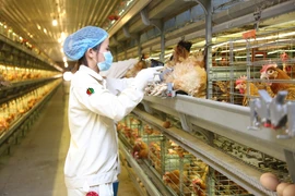 Hoạt động sản xuất tại DABACO. (Nguồn: dabaco.com.vn)