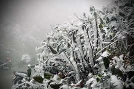 Một số hình ảnh sương muối, băng giá tại đỉnh đèo Khau Phạ. (Ảnh: Tuấn Anh-A Lù/TTXVN)