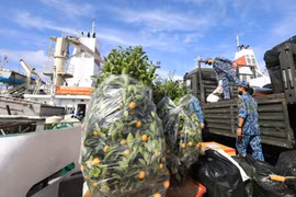 Những chậu quất cảnh là món quà Tết vô cùng ý nghĩa từ đất liền gửi đến quân và dân huyện đảo Trường Sa (Khánh Hòa). (Ảnh: Thành Đạt/TTXVN)
