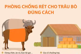 [Infographics] Cách phòng chống rét cho trâu bò đúng cách