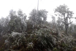 Băng tuyết bao phủ trên các cành cây. (Ảnh: Quốc Khánh/TTXVN)