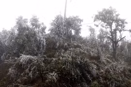 Băng tuyết bao phủ trên các cành cây. (Ảnh: Quốc Khánh/TTXVN)