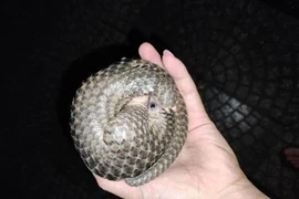 Cá thể tê tê được tài xế phát hiện và bàn giao cho lực lượng chức năng. (Ảnh: TTXVN phát)