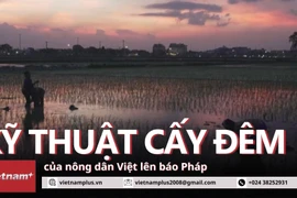 Kỹ thuật cấy đêm để chống nóng của nông dân Việt Nam lên báo Pháp