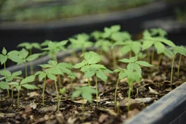 (Ảnh minh họa: Xuân Tư/TTXVN)