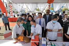 Tiêm phòng dại cho chó. (Ảnh minh họa: Công Trí/TTXVN)