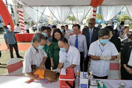 Tiêm phòng dại cho chó. (Ảnh minh họa: Công Trí/TTXVN)