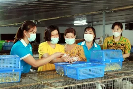 Thực hiện Đề án “Hỗ trợ phụ nữ khởi nghiệp” giai đoạn 2017-2025 của Chính phủ (Đề án 939), 5 năm qua, các cấp Hội phụ nữ tỉnh Nam Định đã tổ chức đào tạo 304 lớp cho trên 10.600 người (trong đó, hơn 9.000 lao động có việc làm sau đào tạo), đạt 86%. (Ảnh: