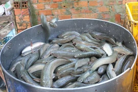 (Ảnh minh họa: Nguyễn Văn Trí/TTXVN)