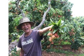 Nông dân xã Thanh Sơn, huyện Thanh Hà vui mừng đón doanh nghiệp Nhật Bản đến thăm bà con thu hoạch vải sớm. (Ảnh: Mạnh Minh/TTXVN)