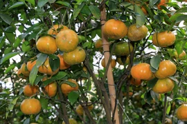 Quảng bá hình ảnh quýt hồng Lai Vung đến du khách gần xa