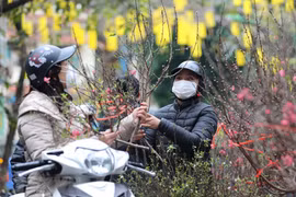 Hà Nội: Tổ chức 91 điểm chợ hoa Xuân phục vụ Tết Nguyên đán 2023