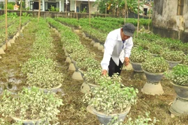 Người trồng hoa Tết ở Thừa Thiên-Huế với nguy cơ trắng tay sau lũ lớn