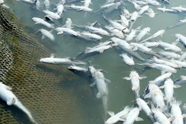 (Ảnh minh họa: Trung Kiên/TTXVN)